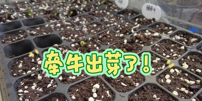 喂牛草快速催芽方法是什么？如何提高发芽率？