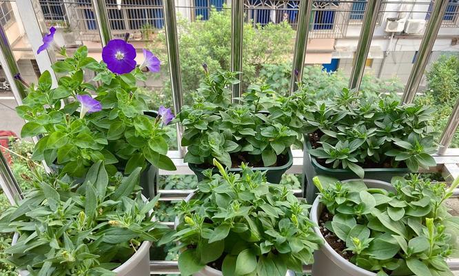 喂牛草快速催芽方法是什么？如何提高发芽率？