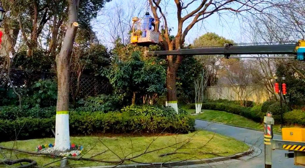 绿化树修剪枝的正确方法是什么？修剪后需要注意什么？
