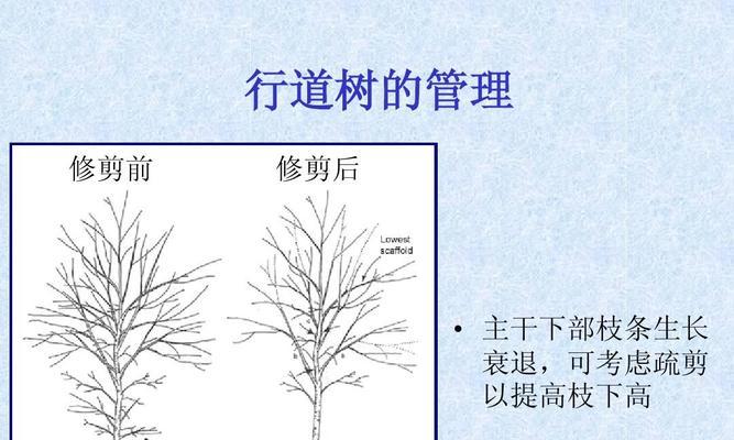 绿化树修剪枝的正确方法是什么？修剪后需要注意什么？