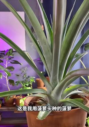 在家种植菠萝的步骤是什么？如何确保菠萝生长良好？