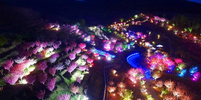 夜景樱花修剪枝条的最佳时机是什么时候？修剪后如何促进新枝生长？