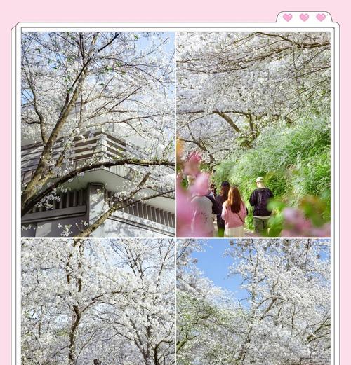 夜景樱花修剪枝条的最佳时机是什么时候？修剪后如何促进新枝生长？