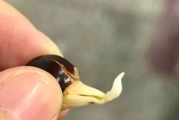 龙眼催芽过程中如何防止发霉？步骤和技巧是什么？