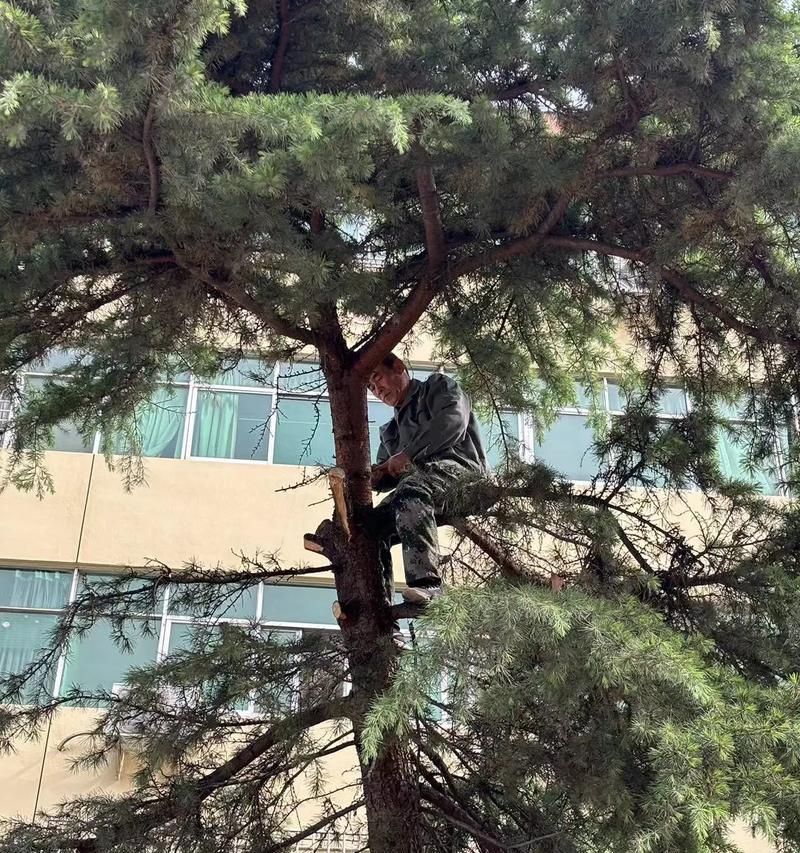 鹅肝修剪枝条的正确方法是什么？修剪后如何保存？