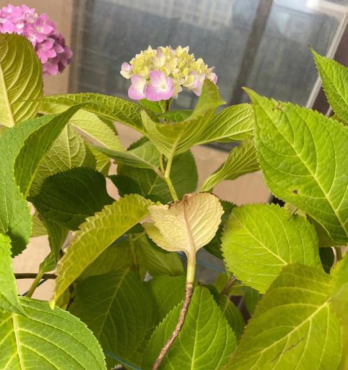 鹅肝修剪枝条的正确方法是什么？修剪后如何保存？