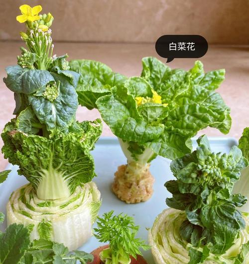 萝卜头叶怎么种植方法？步骤和注意事项是什么？