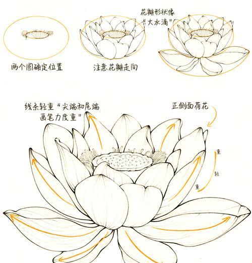 中型荷花催芽方法是什么？如何快速让中型荷花发芽？