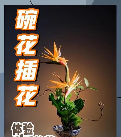 碗花栽培种植方法有哪些？如何正确进行碗花的种植？