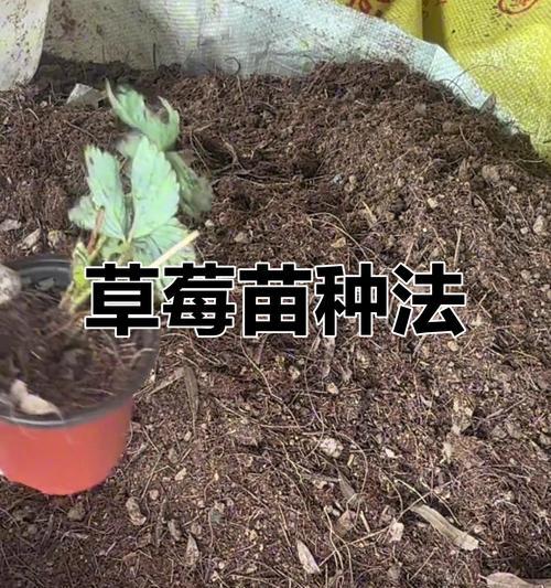 大个草莓怎么种植方法？种植过程中需要注意哪些问题？