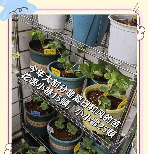 大个草莓怎么种植方法？种植过程中需要注意哪些问题？