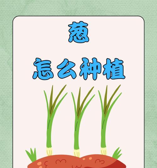 葱头快速催芽发芽的方法是什么？需要多长时间？