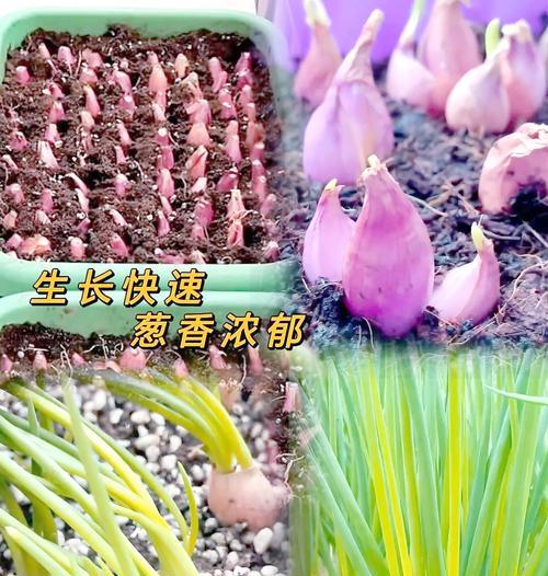 葱头快速催芽发芽的方法是什么？需要多长时间？