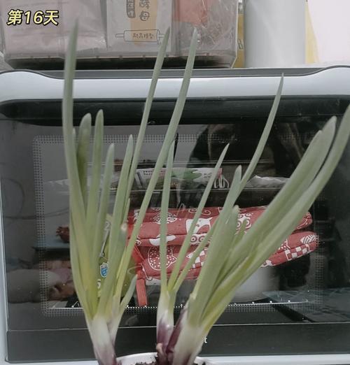 葱头快速催芽发芽的方法是什么？需要多长时间？