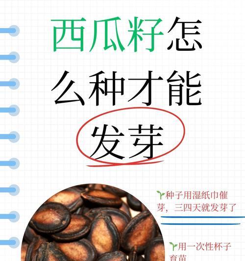 西瓜籽消了毒后如何正确催芽？步骤和注意事项是什么？