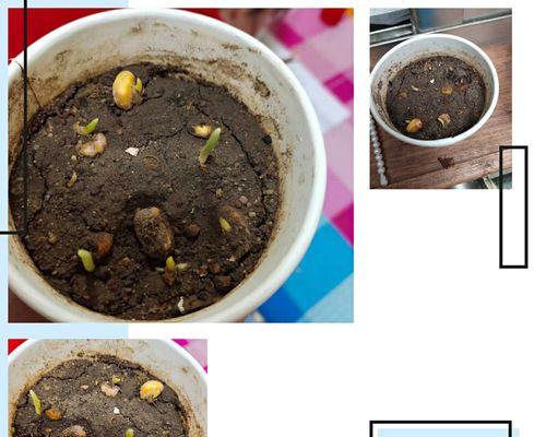 怎么给苞米籽催芽？有效催芽方法和注意事项是什么？