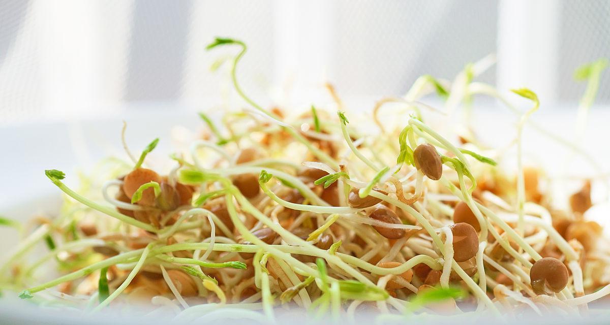 扁豆催芽方法是什么？需要催芽吗？
