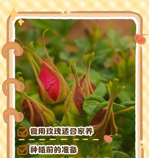 玫瑰花秧怎么种植方法？新手指南与常见问题解答？