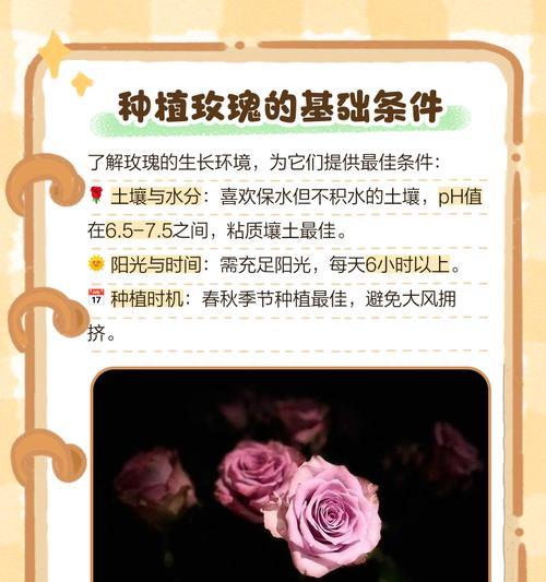 玫瑰花秧怎么种植方法？新手指南与常见问题解答？