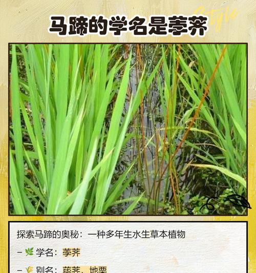 荸荠种植方法有哪些？如何正确种植荸荠？