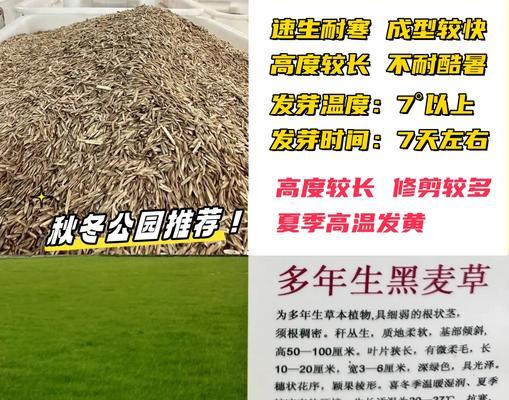 草坪种子怎么种植方法？步骤和注意事项是什么？