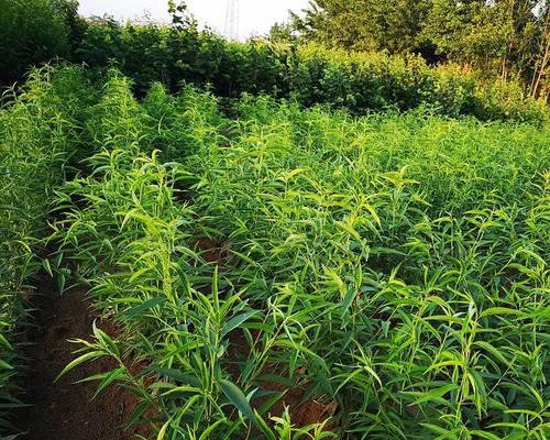 桃树催芽的最佳方法是什么？需要多长时间才能看到效果？