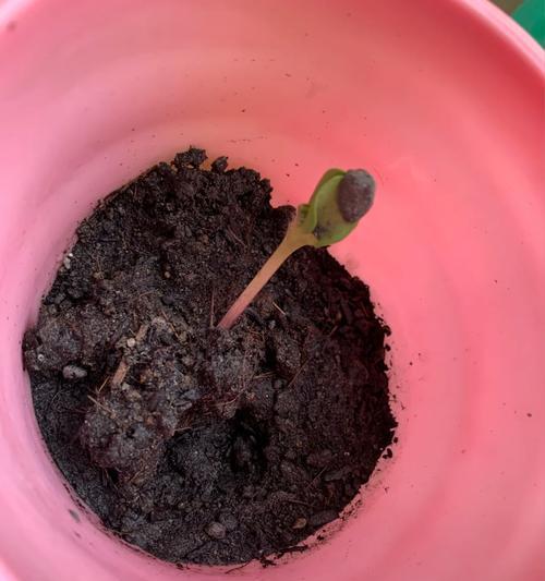 桃树催芽的最佳方法是什么？需要多长时间才能看到效果？