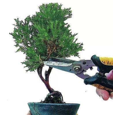 大竹修剪枝条的最佳时机是什么时候？步骤有哪些？