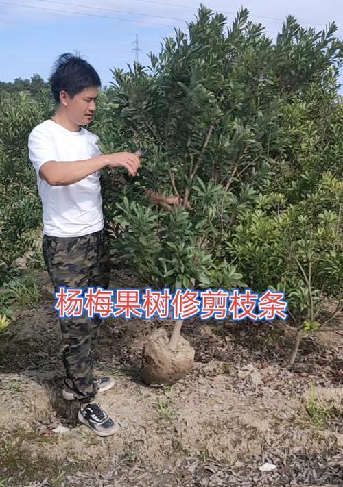 大竹修剪枝条的最佳时机是什么时候？步骤有哪些？