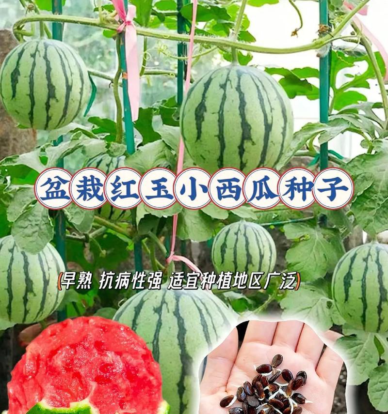 西瓜种籽的怎么种植方法？步骤和注意事项是什么？