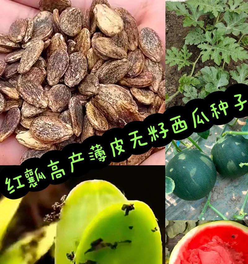 西瓜种籽的怎么种植方法？步骤和注意事项是什么？