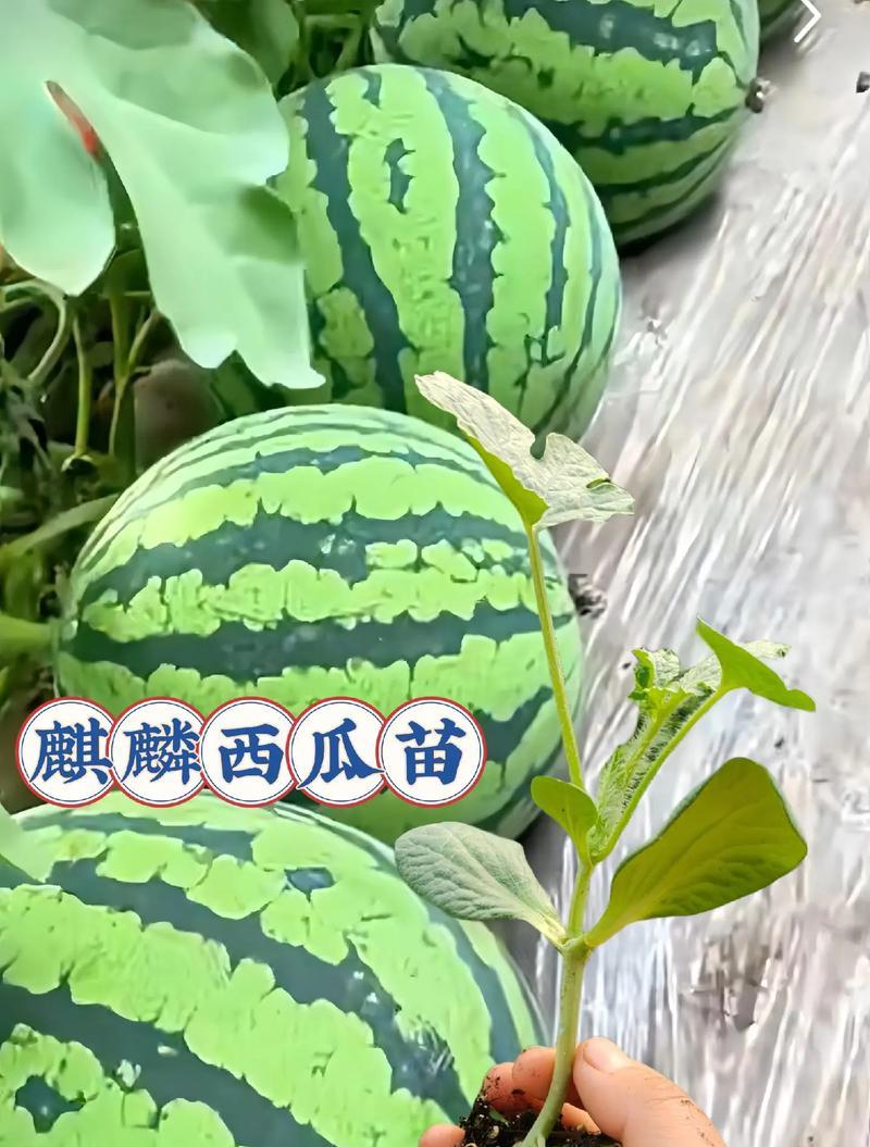 西瓜种籽的怎么种植方法？步骤和注意事项是什么？