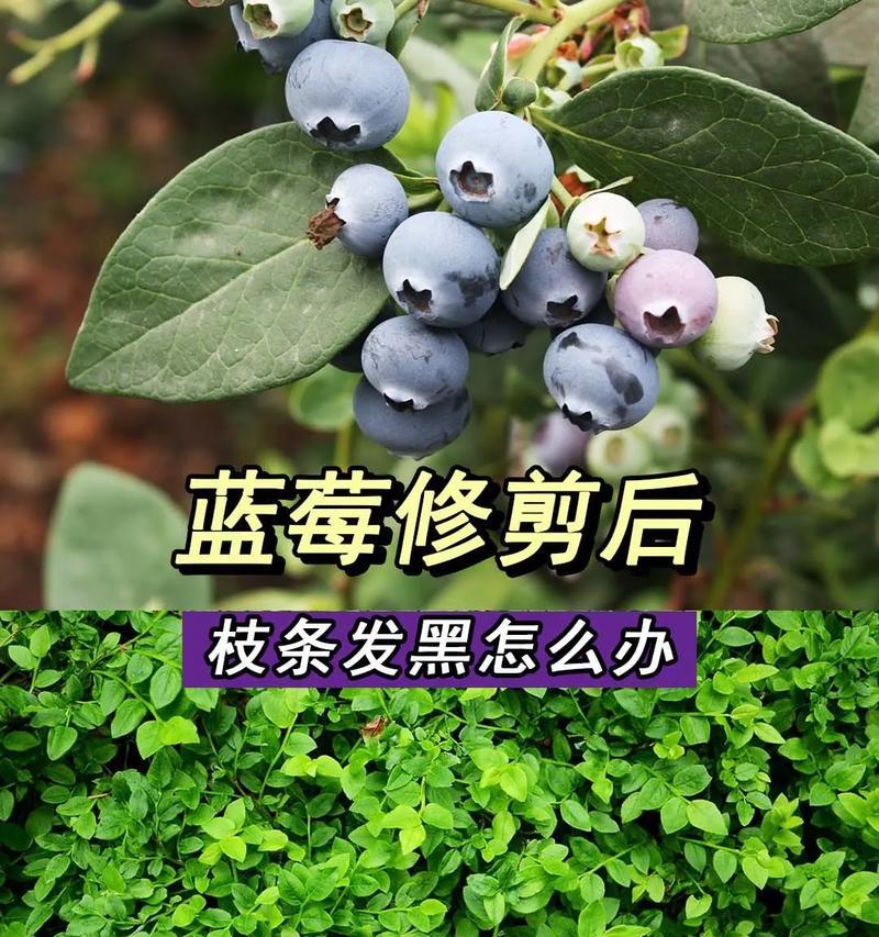 狼鱼修剪枝条的正确方法是什么？修剪后如何护理？