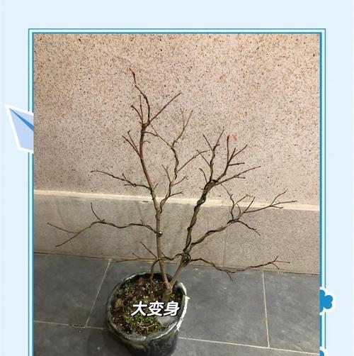 枫树怎么种植方法？初学者指南和常见问题解答？