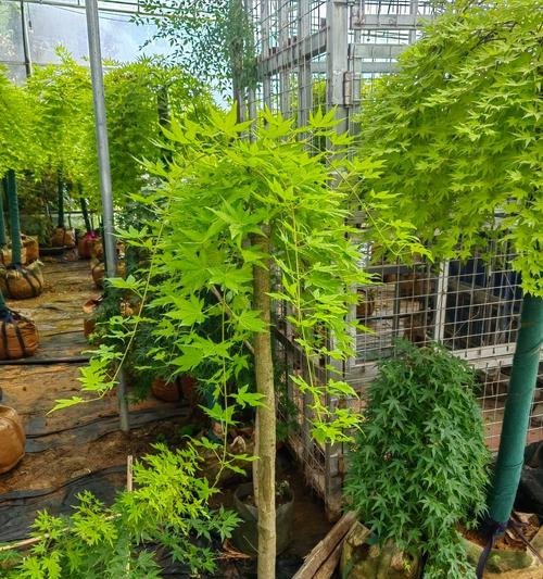 枫树怎么种植方法？初学者指南和常见问题解答？