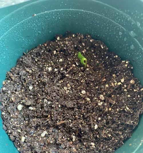 蛇豆种催芽方法是什么？如何提高发芽率？