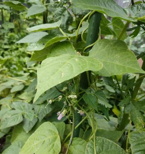 蛇豆种催芽方法是什么？如何提高发芽率？