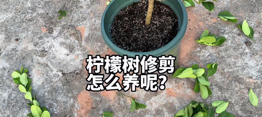 乌托邦立秋修剪枝条的最佳方法是什么？修剪后如何促进植物恢复生长？