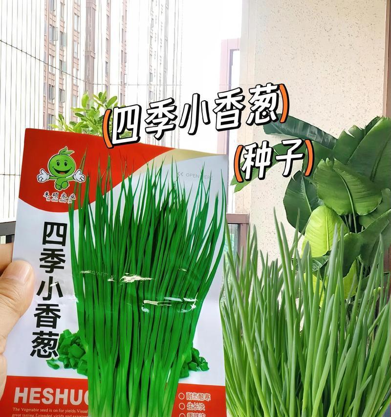 香葱种子催芽方法是什么？需要多长时间才能发芽？