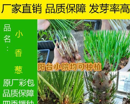 香葱种子催芽方法是什么？需要多长时间才能发芽？