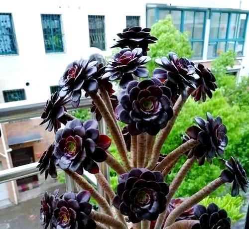 法师植物修剪枝条的最佳时机是什么时候？修剪后如何护理？