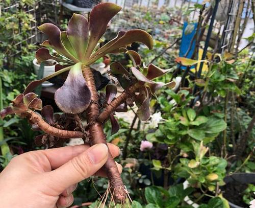 法师植物修剪枝条的最佳时机是什么时候？修剪后如何护理？