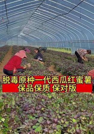 红蜜苗怎么种植方法？种植过程中需要注意哪些问题？