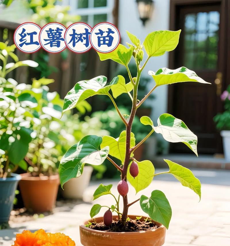 红蜜苗怎么种植方法？种植过程中需要注意哪些问题？