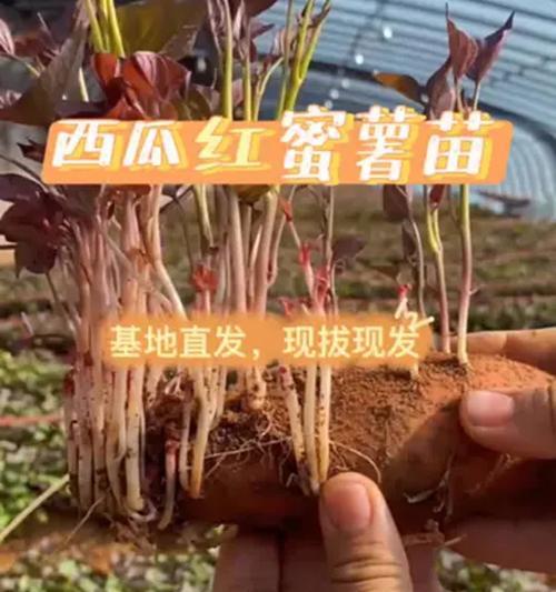 红蜜苗怎么种植方法？种植过程中需要注意哪些问题？