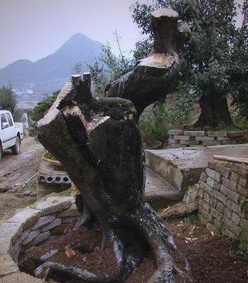 过山桩种植方法是什么？如何正确种植过山桩？