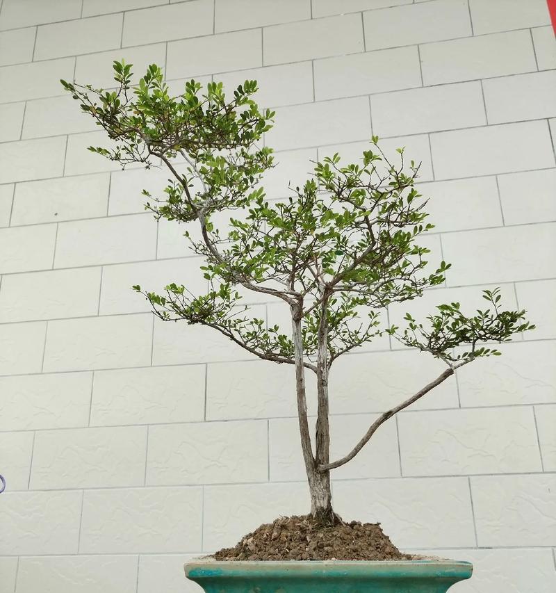 过山桩种植方法是什么？如何正确种植过山桩？