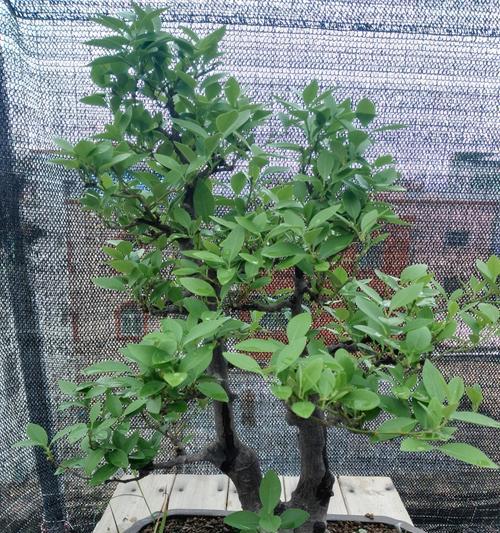 过山桩种植方法是什么？如何正确种植过山桩？