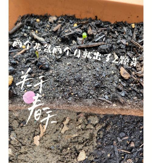 自制催芽溶液的方法是什么？使用自制催芽溶液有哪些注意事项？