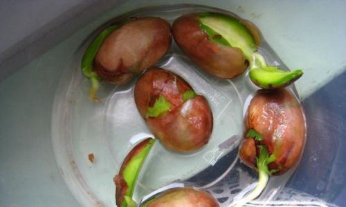 催芽杜梨种子怎么种？种植过程中需要注意哪些问题？